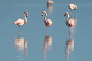 Swamps of Southern Algarve
